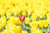 Een rode tulp in een veld van gele tulpen van Sjoerd van der Wal Fotografie thumbnail
