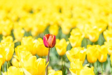 Une tulipe rouge dans un champ de tulipes jaunes. sur Sjoerd van der Wal Photographie