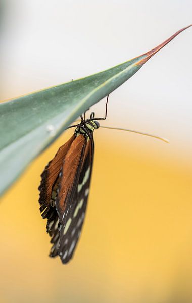 Das Leben ist ein Traum - 1 von Shanna van Mens Fotografie