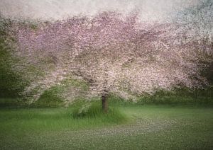 Arboretum partie 17
