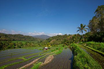 Brede groene rijstterrassen op Bali, Indonesië