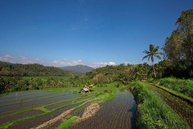 Brede groene rijstterrassen op Bali, Indonesië van Tjeerd Kruse