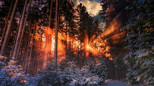Le pays des merveilles de l'hiver