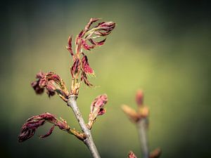 Lente in het bos