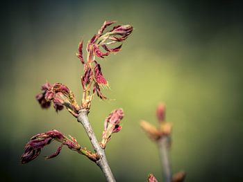 Frühling im Wald