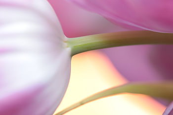Tulpe Ausschnitt