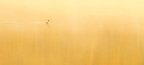 Grebe in the fog