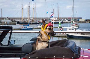 Hond in de oldtimer van Ina Hölzel