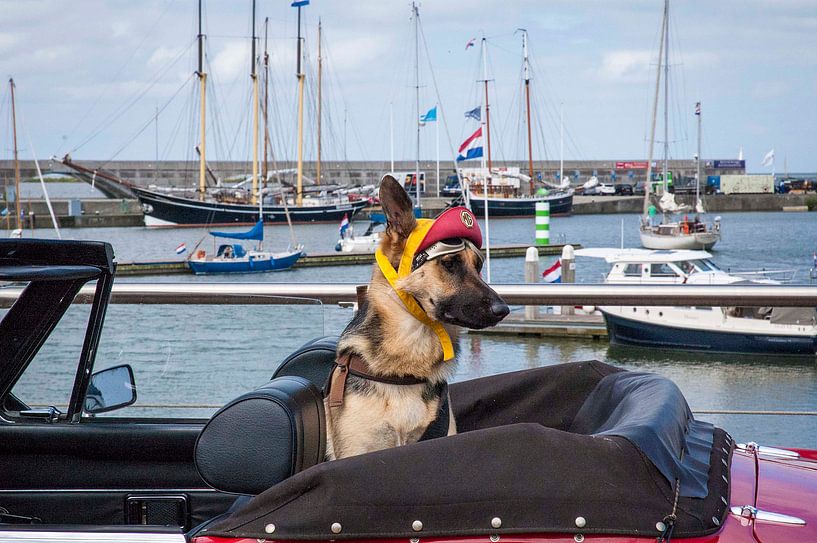 Hond in de oldtimer van Ina Hölzel