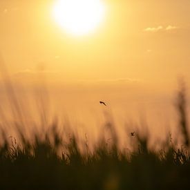 Vögel bei Sonnenuntergang von Ilse de Deugd