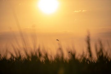 Vogels bij zonsondergang van Ilse de Deugd