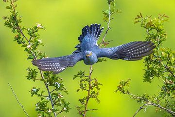 Male Eurasian Cuckoo by Beschermingswerk voor aan uw muur
