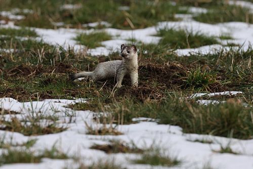 Stoat (Mustela erminea) kortstaartwezel Duitsland