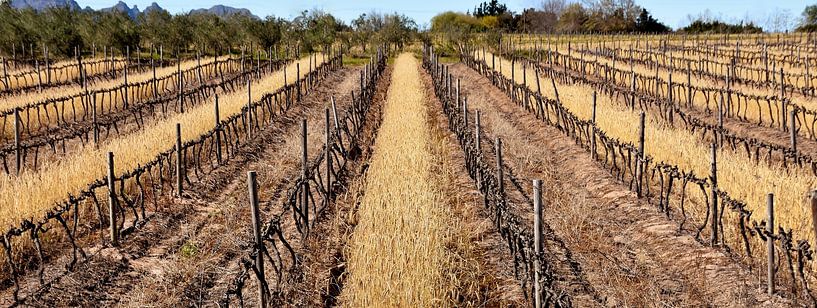 Champ de vigne en hiver par Werner Lehmann