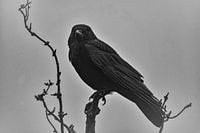 Rabe Odin