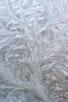 Eisblumen auf Glas im Winter 7008020010 Fotograf Fred Roest