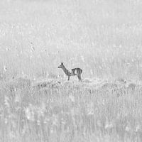 Ree in dromerig landschap