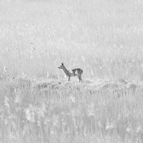 Ree in verträumter Landschaft