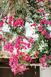 Pink flowers lining the street by Nienke van Denderen