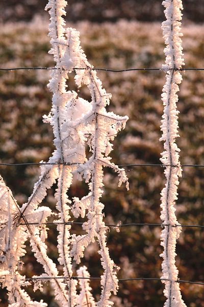 Winter time by Thomas Jäger