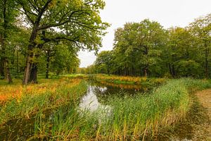 Bos in de herfst van Dirk van Egmond