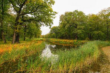 Bos in de herfst