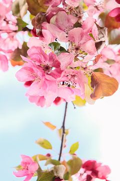 Couleurs de printemps sur tim eshuis