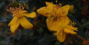 Des gouttes de pluie dorées sur la parole de saint Jean-'