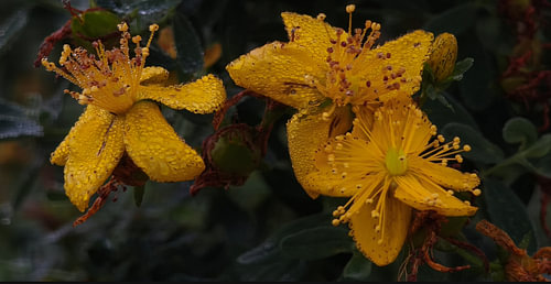 Golden Raindrops on St. John's Wort