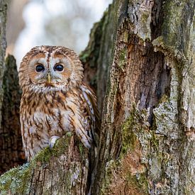 A tawny owl in a tree by Teresa Bauer
