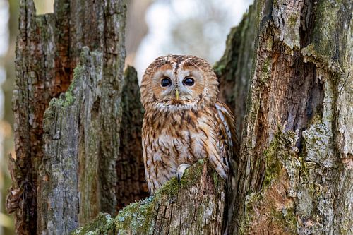 A tawny owl in a tree