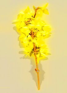 Forsythie