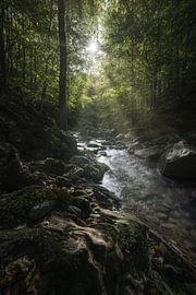 Ruisseau dans la forêt d'Acquerino. Région de Toscane, Italie sur Stefano Orazzini