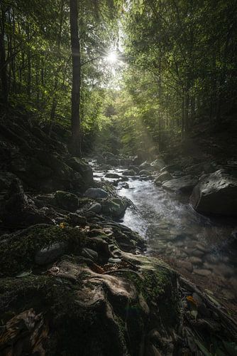 Beek in het bos van Acquerino. Toscane, Italië