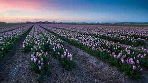 Sunset over the bulb fields