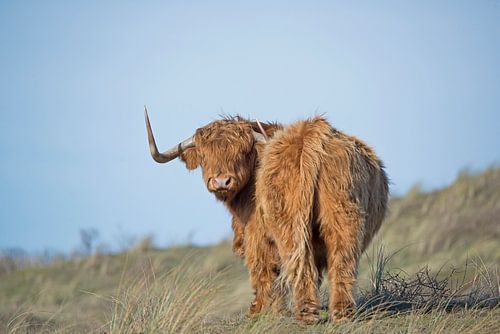 Schotse Hooglander