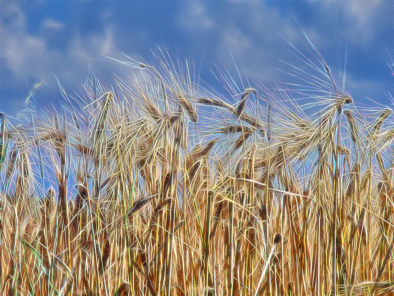 Gerst oren van Edgar Schermaul