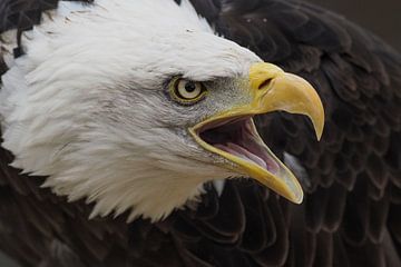 American bald eagle. ( Duke ) by Loek Lobel