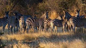 Zebras im Rampenlicht von Lennart Verheuvel