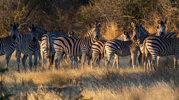 Zebras in the spotlight by Lennart Verheuvel