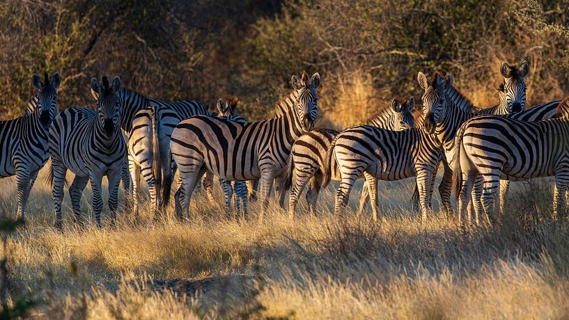 Zebras in the spotlight by Lennart Verheuvel