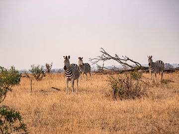 Zeebra on the savannah by Photo By Nelis