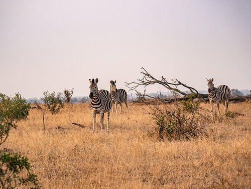 Zeebra on the savannah