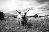 Highlander – Schottisches Hochlandrind