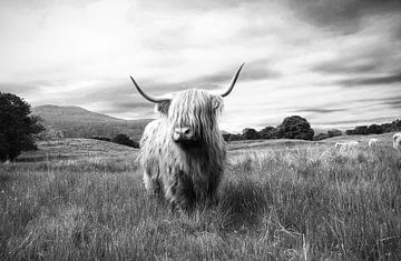 Highlander – Schottisches Hochlandrind von Marly Tijhaar