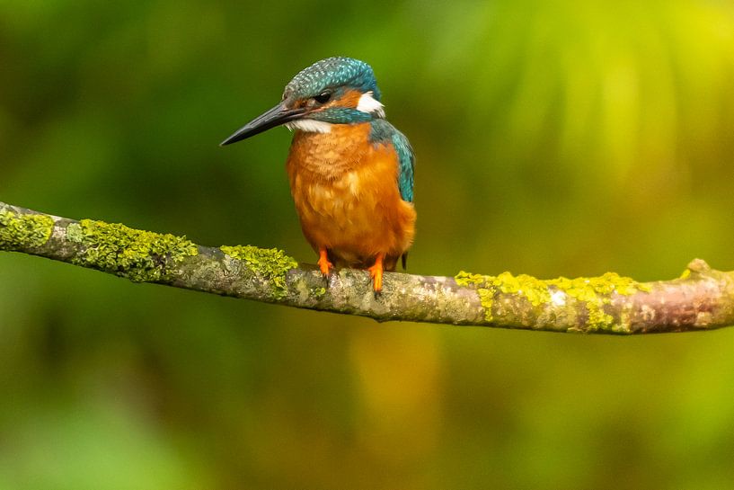 Kingfisher male by Arie Jan van Termeij