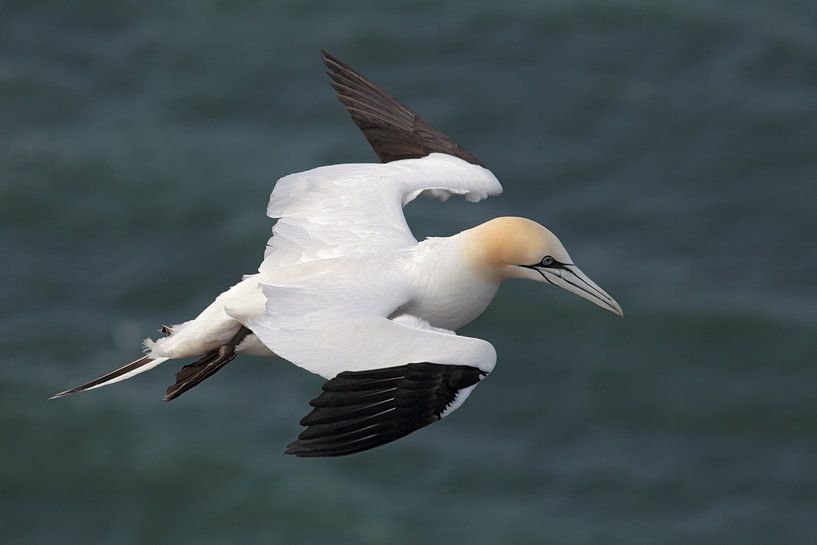 Basstölpel (Morus bassanus) von Dirk Rüter