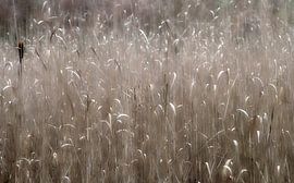 soft light by Nanda Nieuwhoff-de Groot