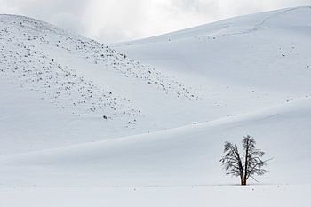 Eenzame bomen Hayden Valley