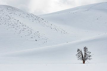 Eenzame bomen Hayden Valley van Dick Hoogenboom